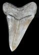 Dagger-Like Megalodon Tooth - Ace Basin, SC #31598-1